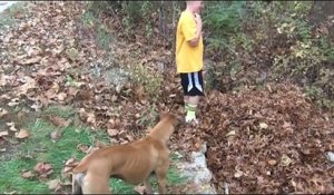 Ce chien part chercher son maitre perdu dans les feuilles mortes!