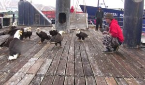 Un pêcheur nourrit une dizaine d'aigles d'amérique sur le ponton