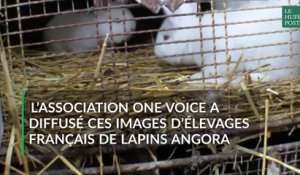L'association One Voice diffuse des images choquantes d'élevages de lapins angora