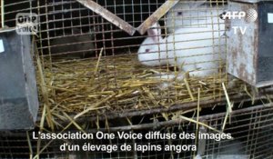 One Voice dénonce le traitement infligé à des lapins angora