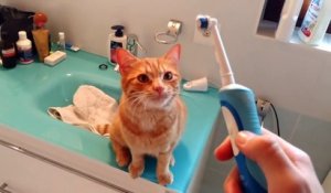 Ce chat aime se faire caresser avec une brosse à dents électrique