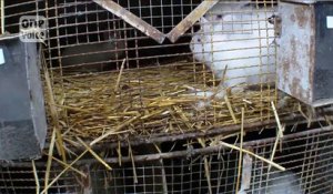 La réalité atroce des élevages de lapins angora dénoncée par l’association ‘One Voice’ !
