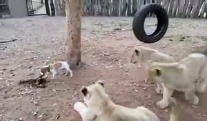 un chiot défend son repas contre des lions
