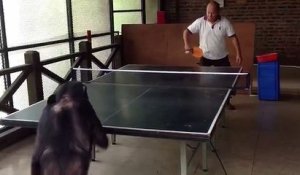 Un chimpanzé joue au ping-pong