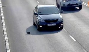 Un automobiliste sauve un chaton sur une route très fréquentée