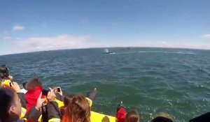 Une énorme baleine passe sous le bateau de touristes