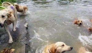 Il nage avec 16 chiens golden retriever. Expérience incroyable!