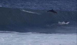Ce surfeur se fait percuter par un dauphin en plein saut, choc très violent