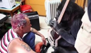 Le bassiste des Red Hot Chili Peppers apprend à un gorille à jouer de la basse