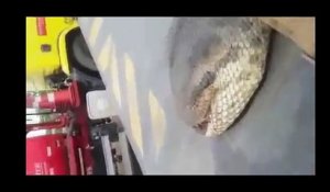 Un anaconda géant de 400 kg découvert au Brésil !