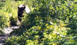 Ils tombent sur un Grizzly en rando dans le Glacier National Park. rencontre flippante!