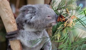 Un papillon se pose sur le nez d'un Koala et s'installe :)