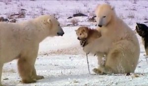 Un gros ours blanc adopte un chien loup "A moi !"