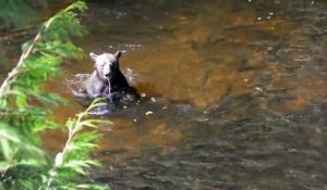 Cet ours flemmard a trouvé un bon coin de pêche!
