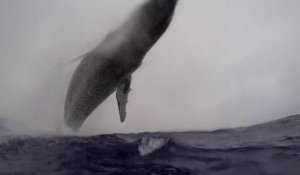 Saut hors de l'eau d'une baleine de 40 tonnes à quelques mètres d'un photographe