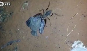 Une araignée du désert mange un oiseau encore vivant