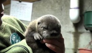 Ce bébé loutre fait ses premiers pas après sa naissance dans un zoo