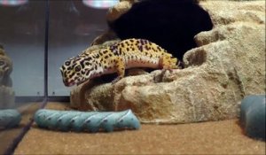 Lézard Gecko VS Chenille géante!