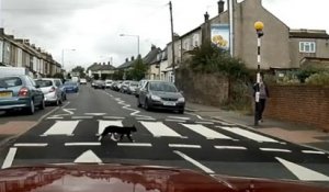 Civilisé, ce chat traverse une route en utilisant le passage piéton