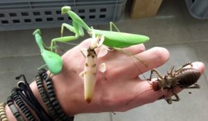 Balade d'énormes insectes sur une main humaine ! BEURK