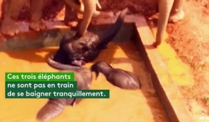 Chine : trois éléphants coincés dans un bassin secourus par un tractopelle