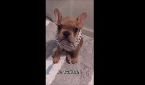 Ce bébé bouledogue essaie de dire I Love You à sa maitresse... Presque!