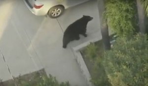 Rencontre inattendue avec un ours en pleine ville !