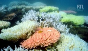 Encore un rapport alarmant sur la barrière de corail