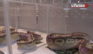 Serpents, lézards et amphibiens font la foire à Gargenville