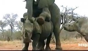 Un éléphant tente de forniquer avec un rhinocéros