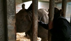 Carnet rose au Cerza : naissance d'un bébé rhinoceros