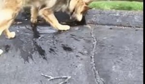 Un chien essaye désespérément de stopper l'eau qui dévale la rue