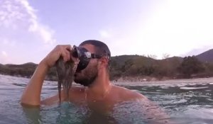 Une pieuvre s'accroche sur le masque de plongée d'un homme