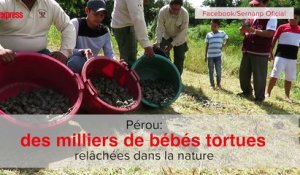 Pérou: des milliers de bébés tortues relâchées dans la nature