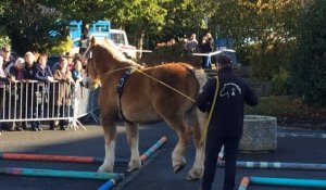 Le 1er championnat de Bretagne de maniabilité des chevaux bretons