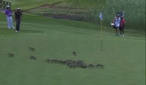 Des mangoustes sinvitent sur un terrain de golf