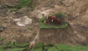 Des vaches coincées sur un îlot d'herbe après le séisme en Nouvelle-Zélande