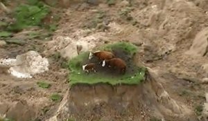 Des vaches coincées sur une parcelle de terrain après un séisme.