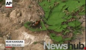 Ces vaches ont miraculeusement survécu au séisme en Nouvelle-zélande et se retrouvent isolées sur un ilot