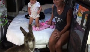 Une femelle kangourou s'incruste dans la caravane d'une famille et refuse d'y sortir. Regardez !
