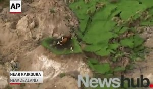 Des vaches coincées sur un îlot de terre après un séisme