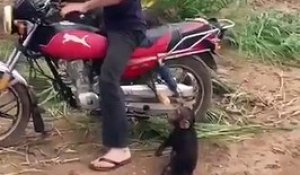 La réaction de ce bébé chimpanzé quand on lui demande de descendre de la moto est plus que hilarante