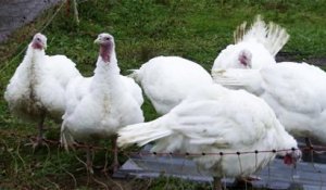 Grippe aviaire : vigilance accrue en France
