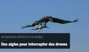 L'armée entraîne des aigles pour chasser les drones
