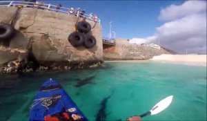 Un kayakiste risque sa vie pour filmer de plus près des requins des Galápagos agressifs car affamés