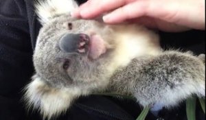 Un koala se prélasse dans les bras de son maitre adoptif