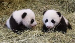 Les pandas jumeaux du zoo de Vienne ont reçu leurs noms
