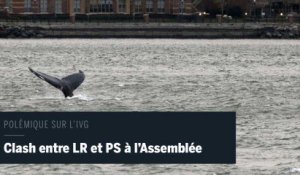 Une baleine à bosse se promène dans les eaux de New York