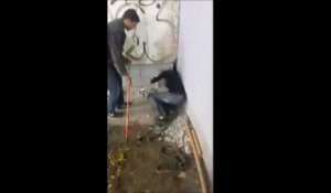 Coincé dans un minuscule trou depuis 3 ans, ce chien est sauvé par une femme