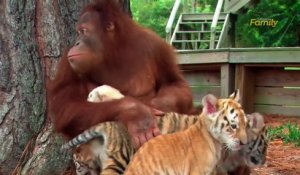 Un Orang Outan nourrit un bébé tigre